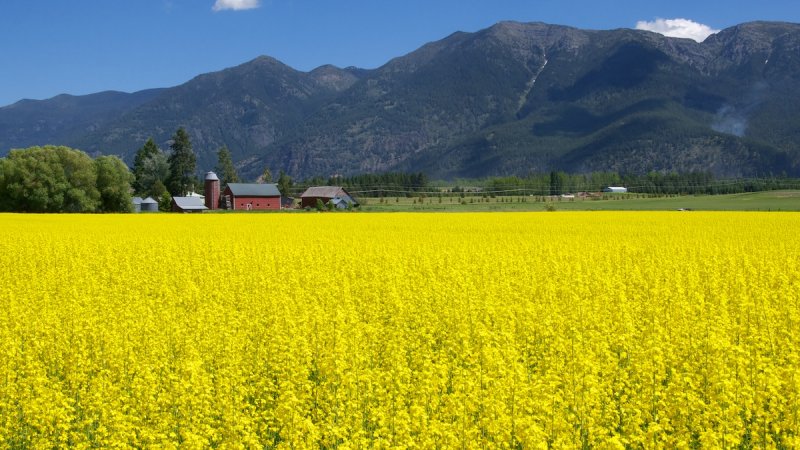 Near Park - Canola?
