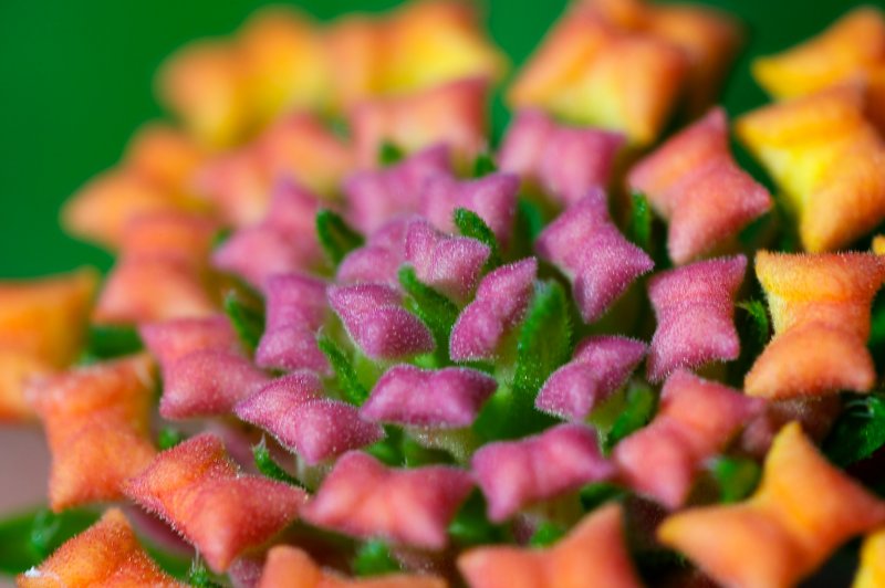 Tiny Flower