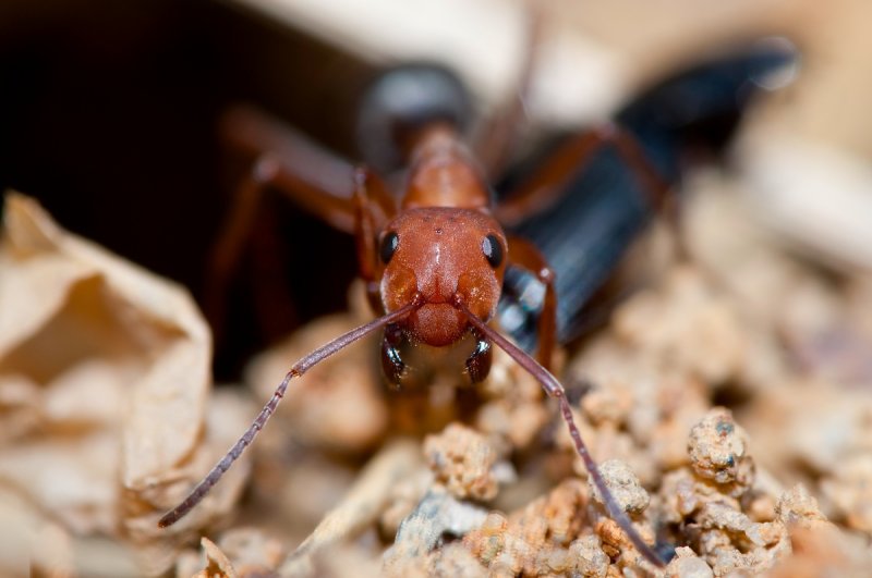 Red Ant