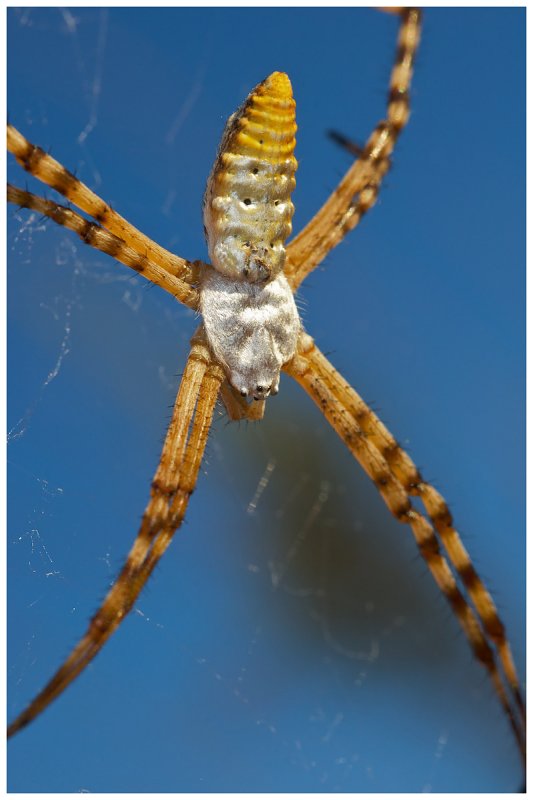 Glen Canyon Orb Weaver