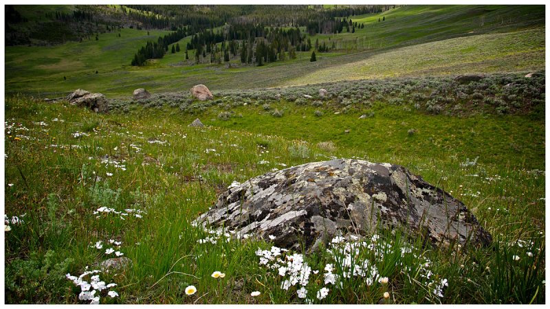 Meadow in Dunraven Pass
