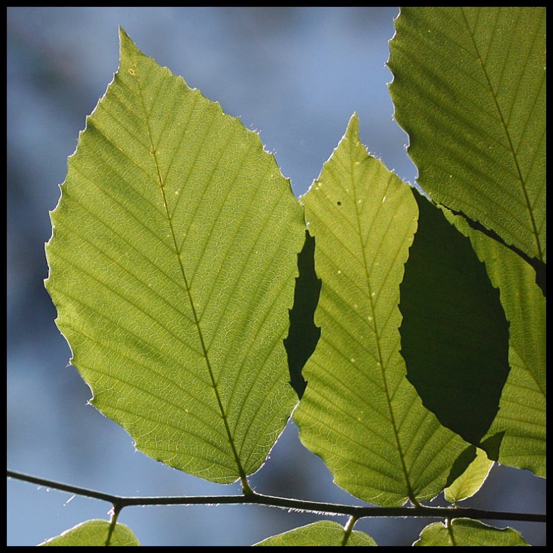 Leaves and Shadow Leaf
