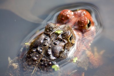 Frogs in Loves