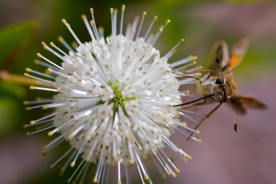 Buttonbush with Unknown Butterfly III