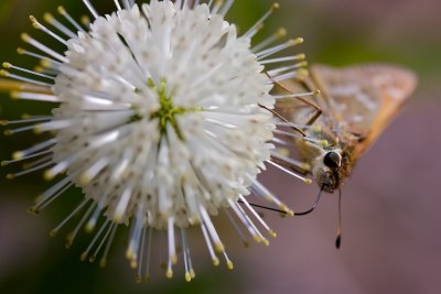 Buttonbush with Unknown Butterfly II