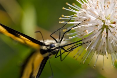 Buttonbush with Eastern Tiger Swallowtail