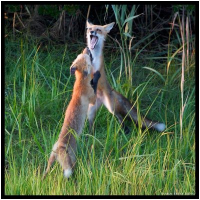 Fox Play (Red Fox Vulpes Vulpes)