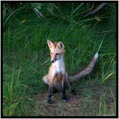 Fox Just Sitting (Red Fox Vulpes Vulpes)