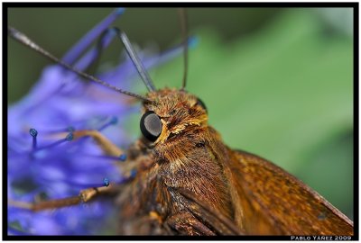 Moth Feeding