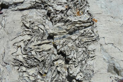 Billion+ Year old Stromatolite