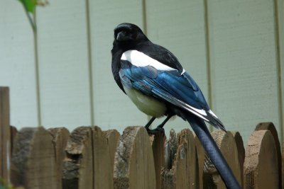 Magpie - These are so Cool!