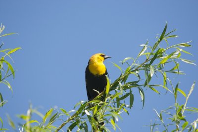 If a Crow and a Canary...