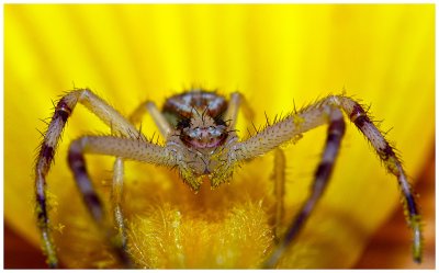 Spider and Flower