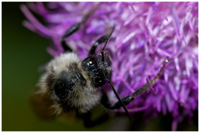 Utah Busy Bee