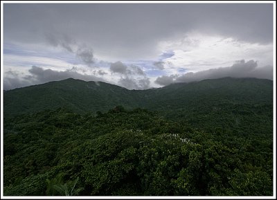 Rainforest View II