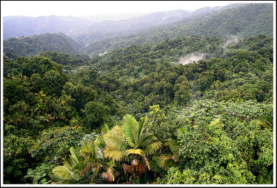 Rainforest View I