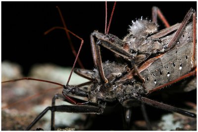 Wheel Bug