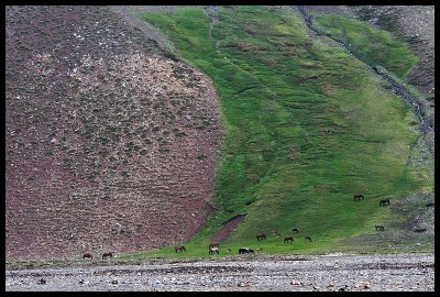 Horses and Grass - El Yeso Valley