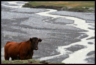 A Bull and His Valley