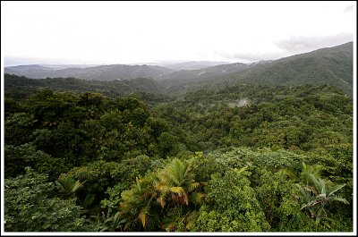 Rainforest View III