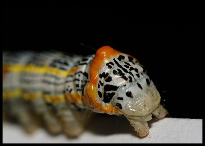 Caterpillar Butt