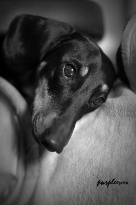 dogs