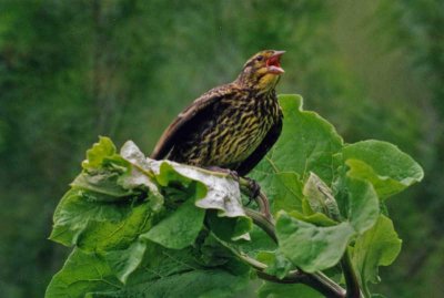 Young Red-Winged Blackbird.jpg