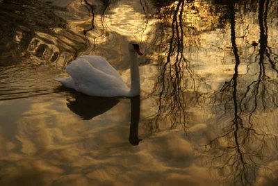 Mute Swan in relected sunrise