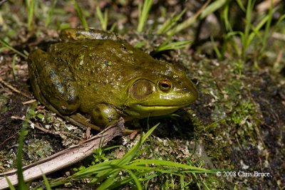 American Bullfrog