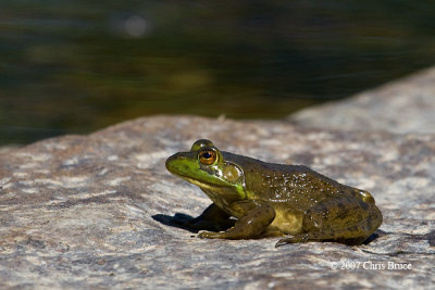 American Bullfrog