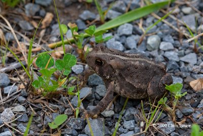 American Toad Juvenile