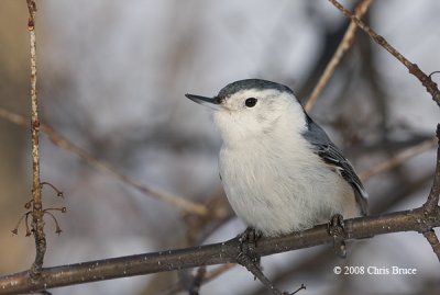 White-breasted Nuthatch (female)