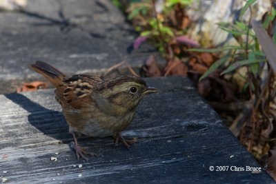 Swamp Sparrow (fall)