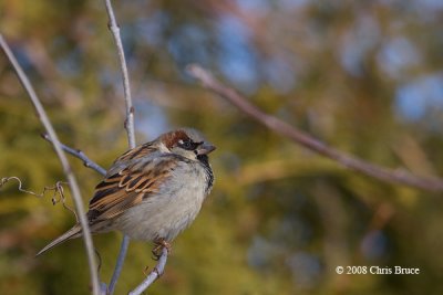 House Sparrow (male)