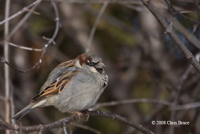 House Sparrow (male)