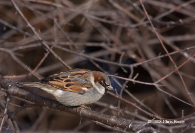 House Sparrow (male)