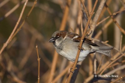 House Sparrow (male)