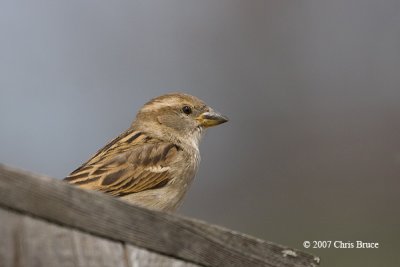 House Sparrow (female)