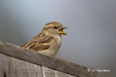 House Sparrow (female)