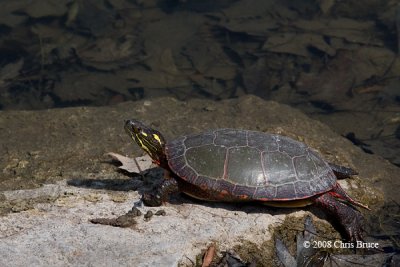 Painted Turtle