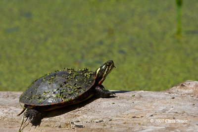 Painted Turtle