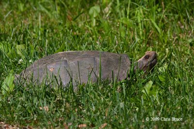 Snapping Turtle