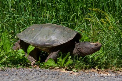 Snapping Turtle