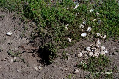 Snapping Turtle Eggs