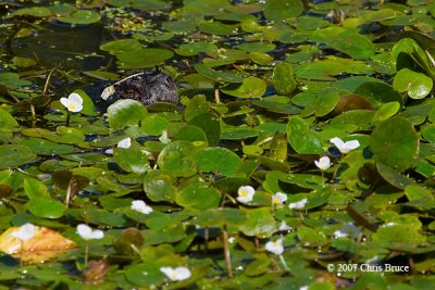 Snapping Turtle