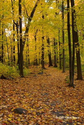 Fall at Mud Lake I