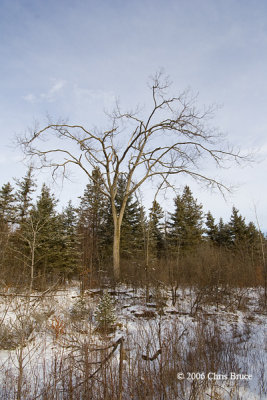 Kerwin Road Trail scene