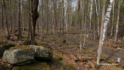 Beaver Trail scene