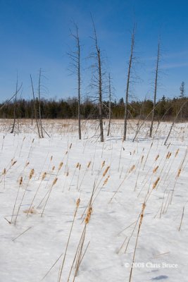 Winter at Jack Pine Trail