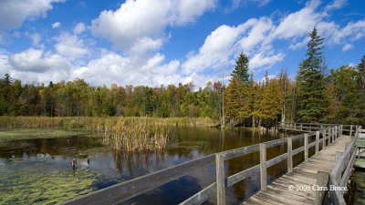 Jack Pine Trail boardwalk